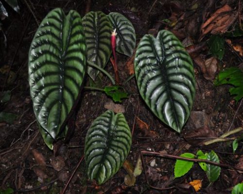 Alocasia cuprea