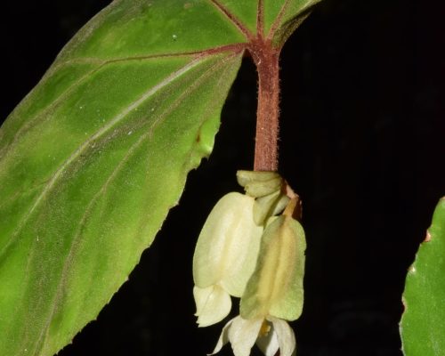 Begonia sp