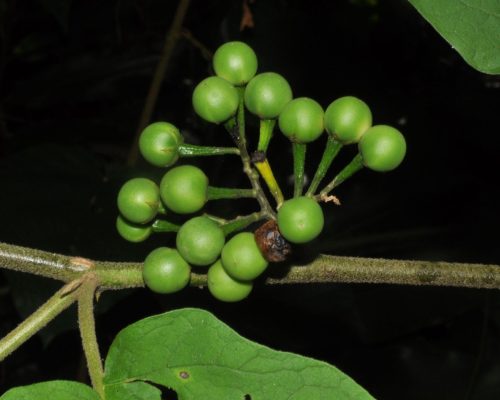 Solanum torvum