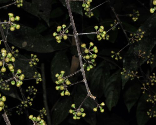 Schefflera sp.