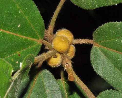 Ficus aurata