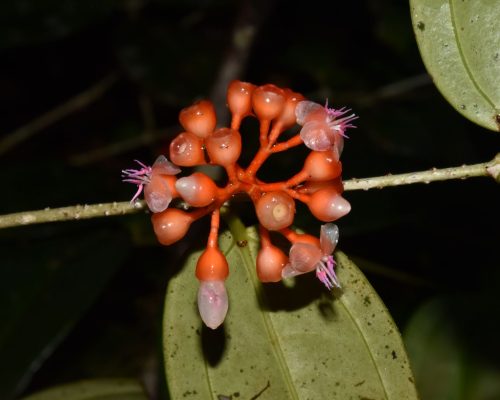 Medinilla crassifolia