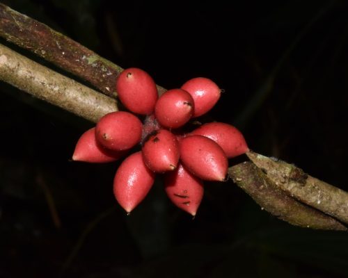 Goniothalamus clemensii