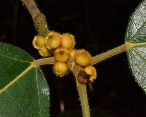 Ficus aurata