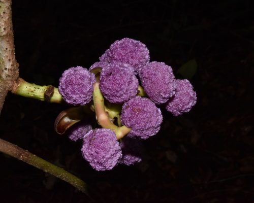 Poikilospermum suaveolens