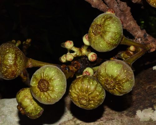 Ficus cf. becarii