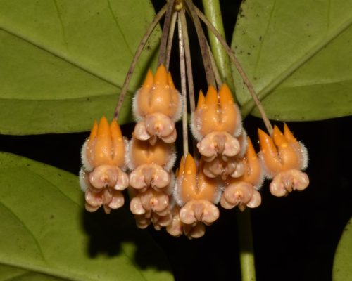 Hoya lasiantha