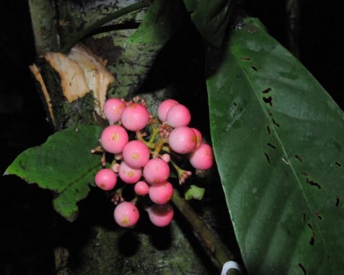 Ixora miliensis