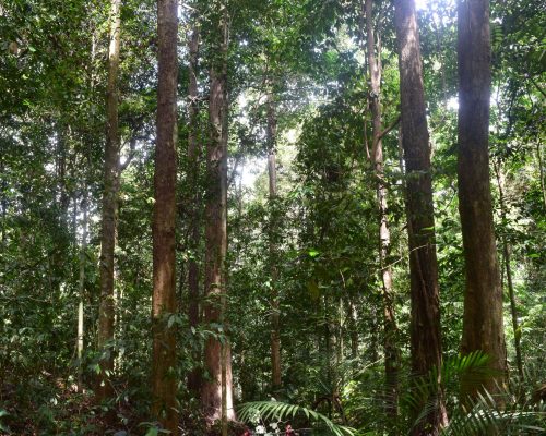 Lowland Mixed Dipterocarp Forest