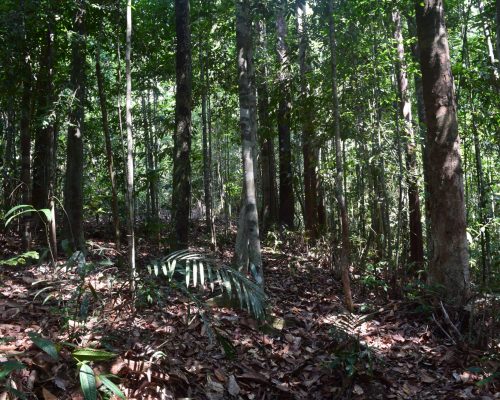 Lowland Mixed Dipterocarp and Kerangas Forest