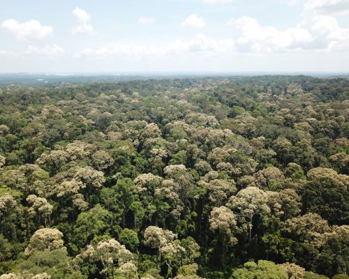 Mass flowering in Kabili Sepilok FR