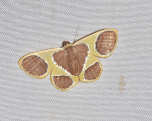 Plutodes cyclaria