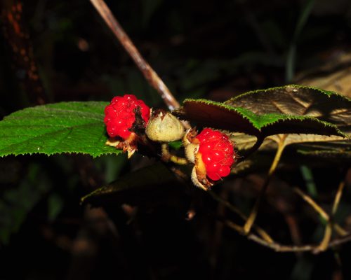 Rubus cf malaccensis