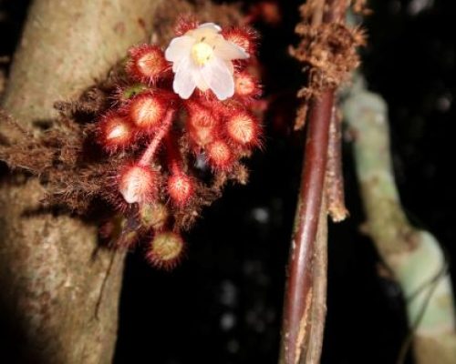 Saurauia acuminata