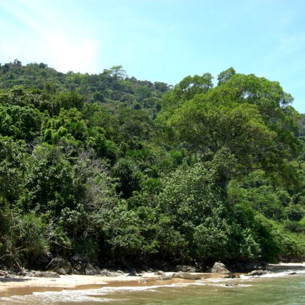 Beach forest (rocky shores)