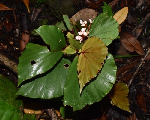 Begonia sp.