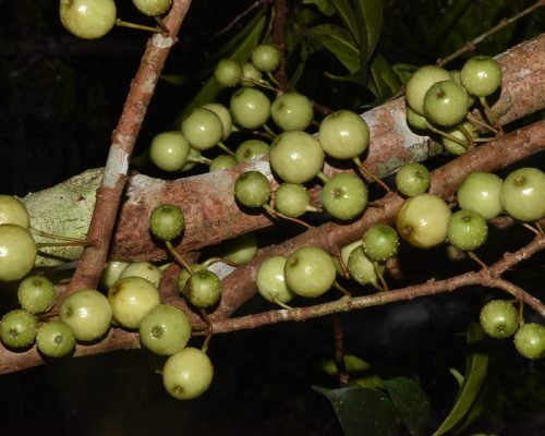 Ficus sp.