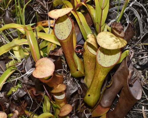 Nepenthes