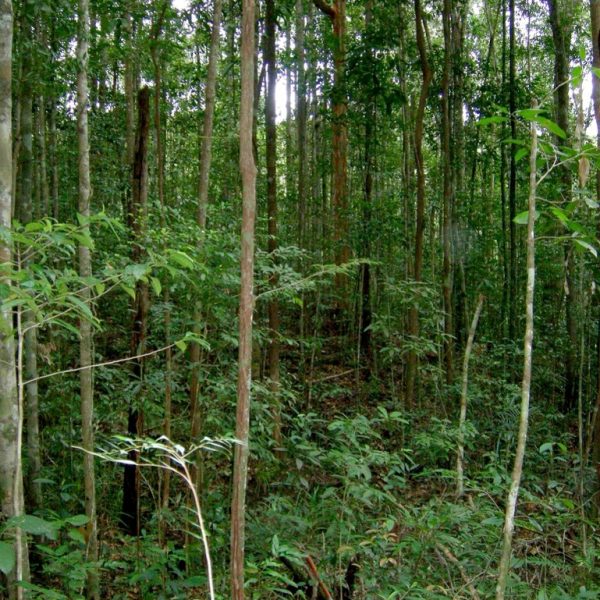 Lowland kerangas forest (on sandstone cuesta)