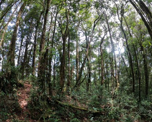 Lower Montane Forest (Balingkadus FR)